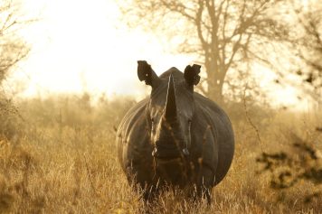 Rhino White African lowveld wildlife safari game drive Kruger savanna nature